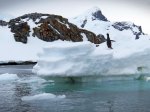 (2015) Cuverville Island, Antarctica_1
