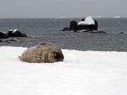 (2015) Half Moon Island, Antarctica_1