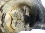 (2015) Half Moon Island, Antarctica_2