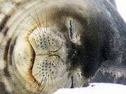 (2015) Half Moon Island, Antarctica_2