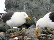 (2015) Half Moon Island, Antarctica_3