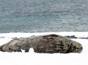 (2015) Half Moon Island, Antarctica_4