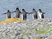 (2015) Kinnes Cove, Antarctica_1