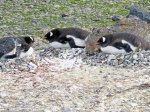(2015) Kinnes Cove, Antarctica_2