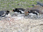 (2015) Kinnes Cove, Antarctica_2