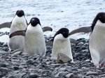 (2015) Kinnes Cove, Antarctica_3