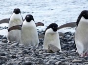 (2015) Kinnes Cove, Antarctica_3