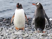 (2015) Kinnes Cove, Antarctica_4