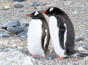 (2015) Kinnes Cove, Antarctica_7