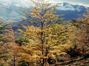 (1990) Mt. Fitz Roy, Argentina_2