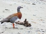 (2015) Tierra del Fuego, Argentina