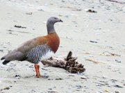 (2015) Tierra del Fuego, Argentina