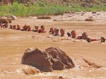 (2011) Grand Canyon, Arizona_3