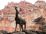 (2011) Grand Canyon, Arizona_5