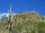 (2020) Sabino Canyon, Arizona_7