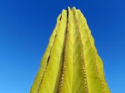 (2016) Espiritu Santo Island, Mexico_1