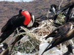 (2016) Espiritu Santo Island, Mexico_6