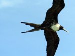 (2016) Espiritu Santo Island, Mexico_7