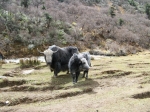(2007) Chomolhari Trek, Bhutan_4