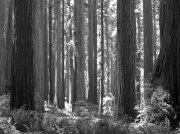 (2009) Redwoods, California_1