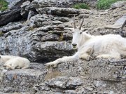 (2014) Glacier National Park, Montana_5