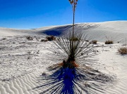 (2022) White Sands NP, New Mexico_3