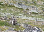 (2009) Jotunheimen, Norway_4