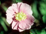 (1980) Cascade Wildflowers, Oregon_1