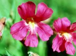 (1980) Cascade Wildflowers, Oregon_2