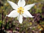 (1980) Cascade Wildflowers, Oregon_4