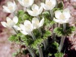 (1980) Cascade Wildflowers, Oregon_5