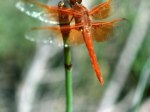 (1982) Dragonfly, Oregon