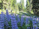 (2011) Mt. Hood, Oregon