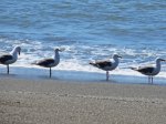 (2013) Blacklock Point, Oregon_2