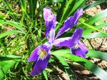 (2013) Iris, Port Orford Heads, Oregon