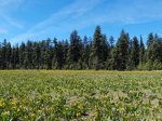(2018) North Fork Crooked River, Oregon