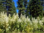 (2020) Aldrich Mountain, Oregon