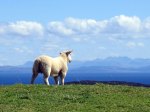 (2018) Isle of Skye, Scotland_5