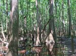 (2016) Congaree National Park, South Carolina_2