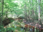 (2016) Congaree National Park, South Carolina_1