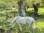 (2023) Snowdonia, Wales_3