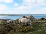 (2016) Pembrokeshire Coast Path, Wales_6