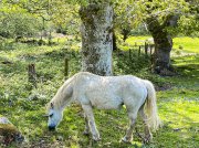 (2023) Snowdonia, Wales_3