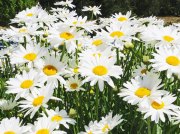 (2013) Daisies at Roche Harbor, Washington