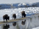 (2017) Yellowstone, Wyoming_1