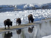 (2017) Yellowstone, Wyoming_1