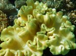(2017) Great Barrier Reef, Queensland_4