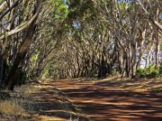 (2017) Kangaroo Island, South Australia_1