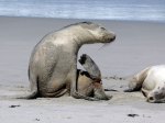 (2017) Kangaroo Island, South Australia_4