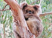 (2017) Kangaroo Island, South Australia_6